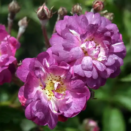300-600 cm - Trandafiri - Veilchenblau - 